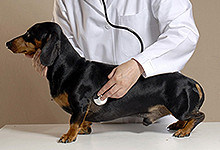 pet first aid class and pet cpr certification